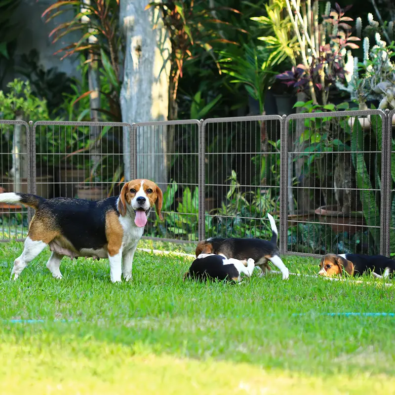 16 Panels Dog Playpen for outdoor,yard,camping,31.6"Height dog fence with 2 doors.